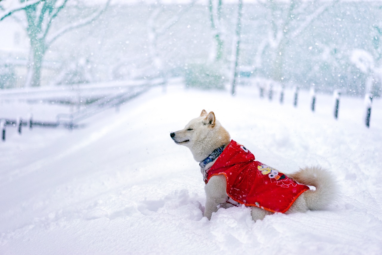 Praktyczna zimowa odzież dla psów