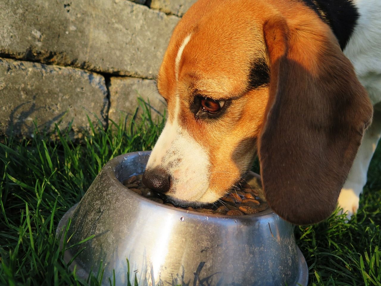 Prawidłowe żywienie psa – wszystko, co musisz wiedzieć